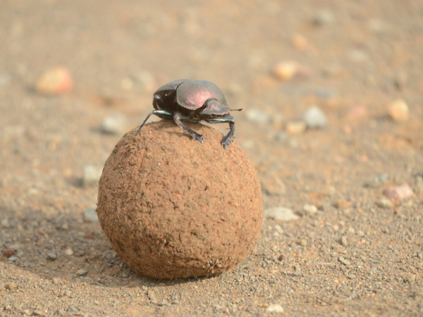 MEET THE BEETLES – Dr Simon Pollard