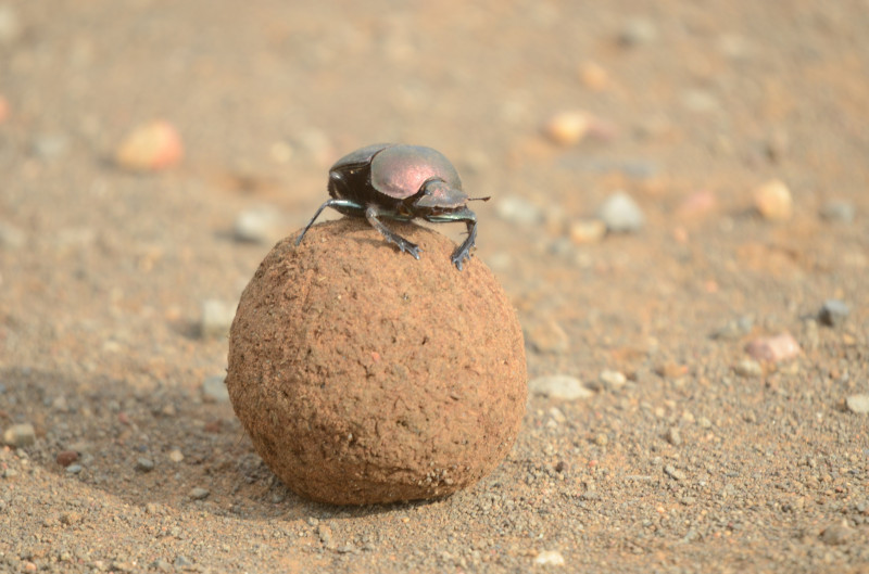 MEET THE BEETLES – Dr Simon Pollard