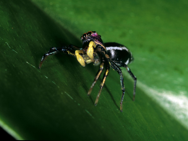 Spinning Spider Tales