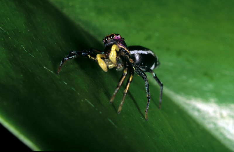 Spinning Spider Tales
