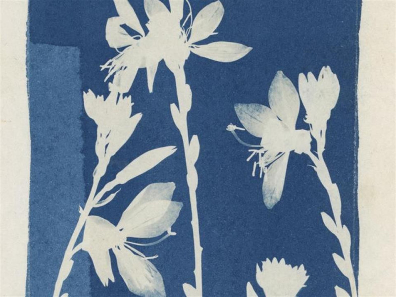 Botanical Blues - Photographic cyanotype