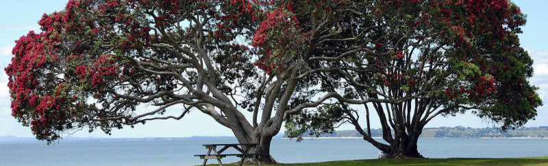 Kiwi Culture and Language Course