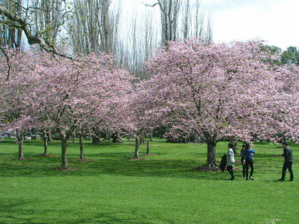 Walk & Talk Cornwall Park: Conversations that Matter