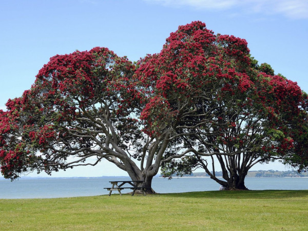 Kiwi Culture and Language Course